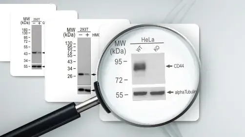 Enzyme-Linked Immunosorbent Assay (ELISA) Development Services